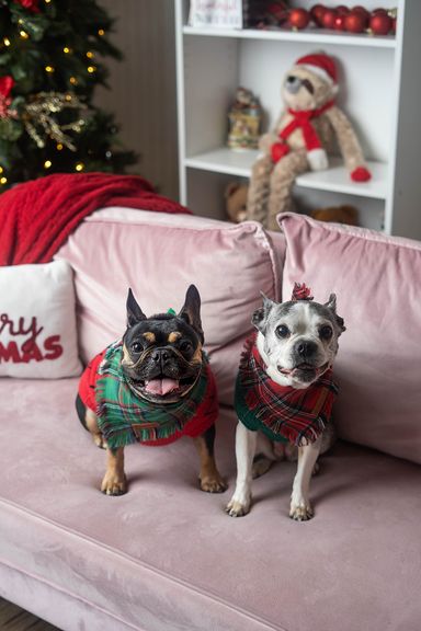 Christmas Pet and Family Photography | Colorado Springs