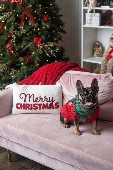 Christmas Pet and Family Photography | Colorado Springs
